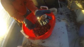 Sorting the oysters at sunrise.